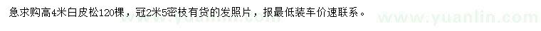 求購(gòu)高4米白皮松