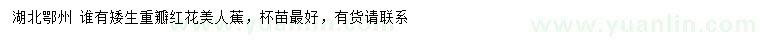 求購(gòu)矮生重瓣紅花美人蕉