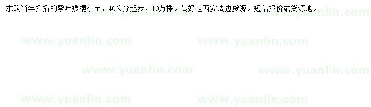 求購40公分起步紫葉矮櫻小苗