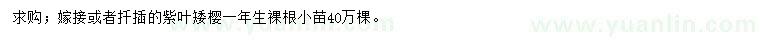求購紫葉矮櫻