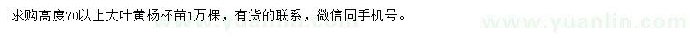 求購(gòu)高度70公分以上大葉黃楊