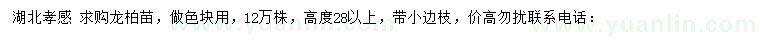 求購高度28公分以上龍柏苗
