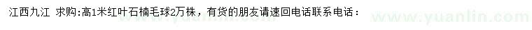 求購高1米紅葉石楠毛球