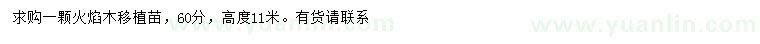 求購60公分火焰木
