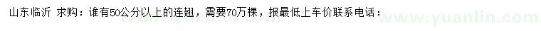 求購50公分以上連翹