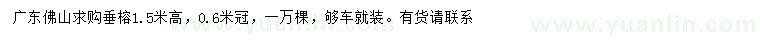 求購高1.5米垂榕