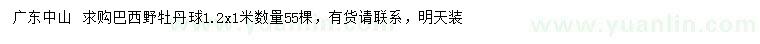 求購1.2x1米巴西野牡丹球