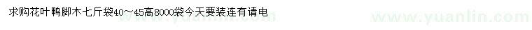 求購高40-45公分花葉鴨腳木