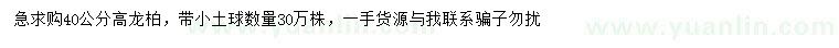 求購高40公分龍柏