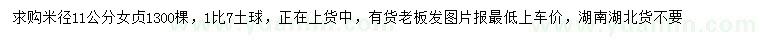 求購米徑11公分女貞