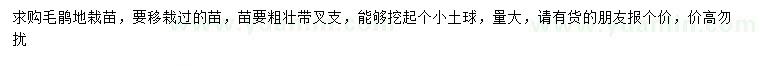 求購毛鵑地栽苗
