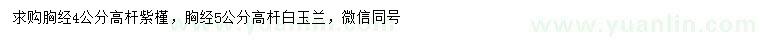 求購胸徑4公分高桿紫槿、5公分高桿白玉蘭