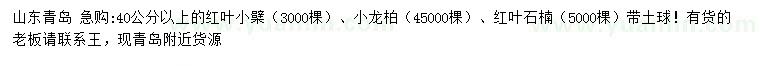 求購紅葉小檗、小龍柏、紅葉石楠