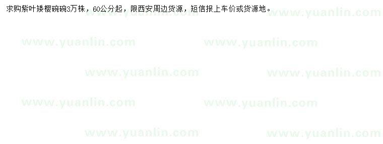 求購60公分起紫葉矮櫻