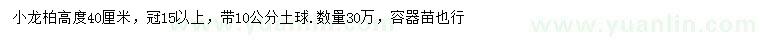 求購(gòu)高度40公分小龍柏