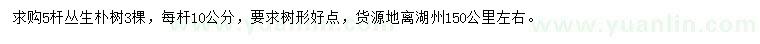 求購5桿叢生樸樹