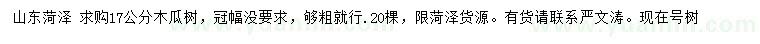 求購17公分木瓜樹
