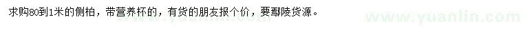 求購80-100公分側(cè)柏