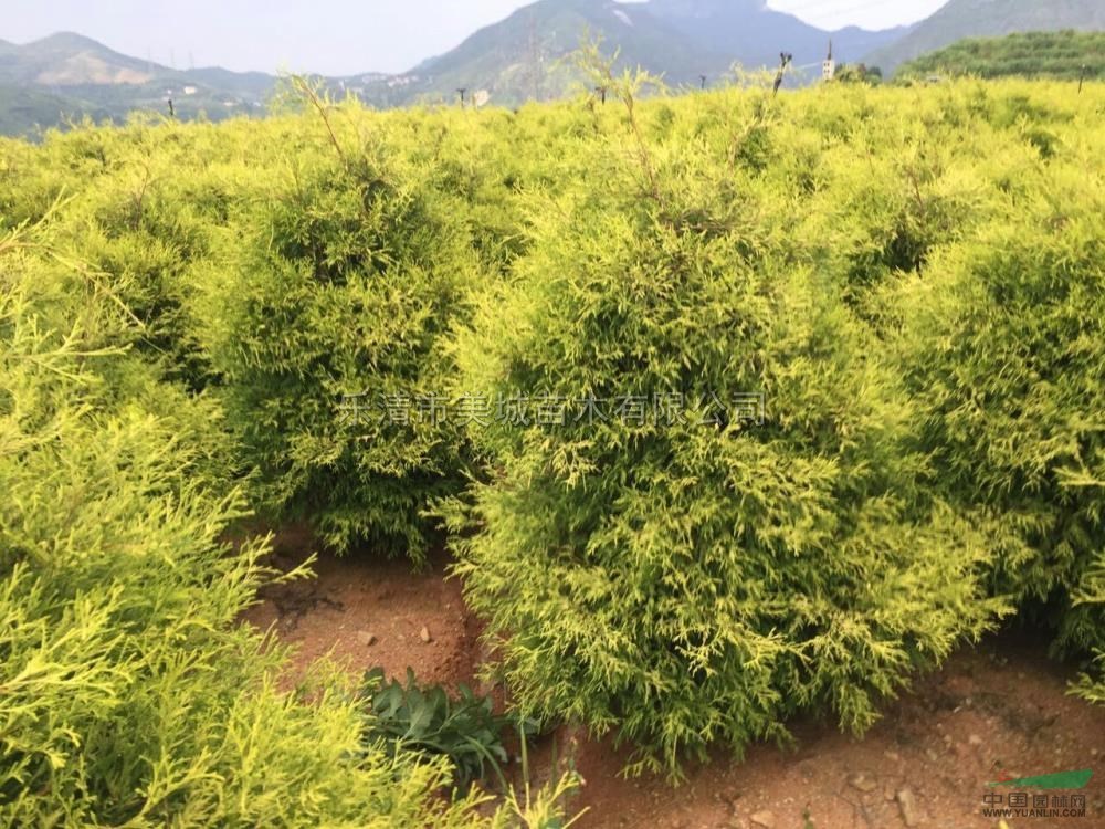 黃金花柏2圖片黃金花柏2報價