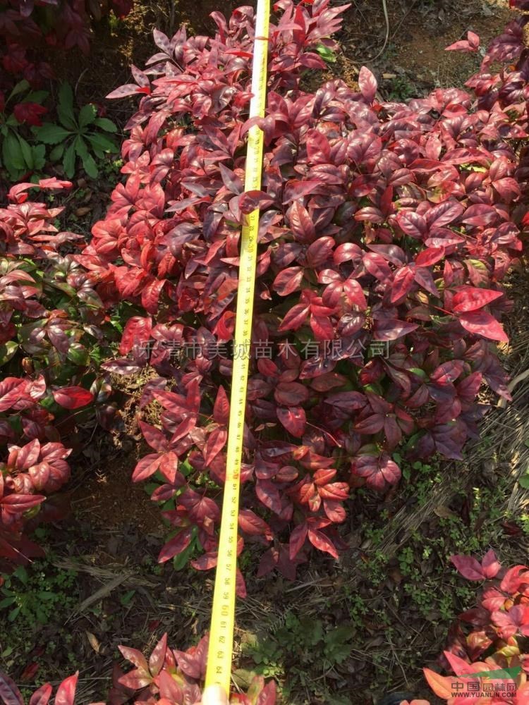 火焰南天竹7圖片火焰南天竹7報價