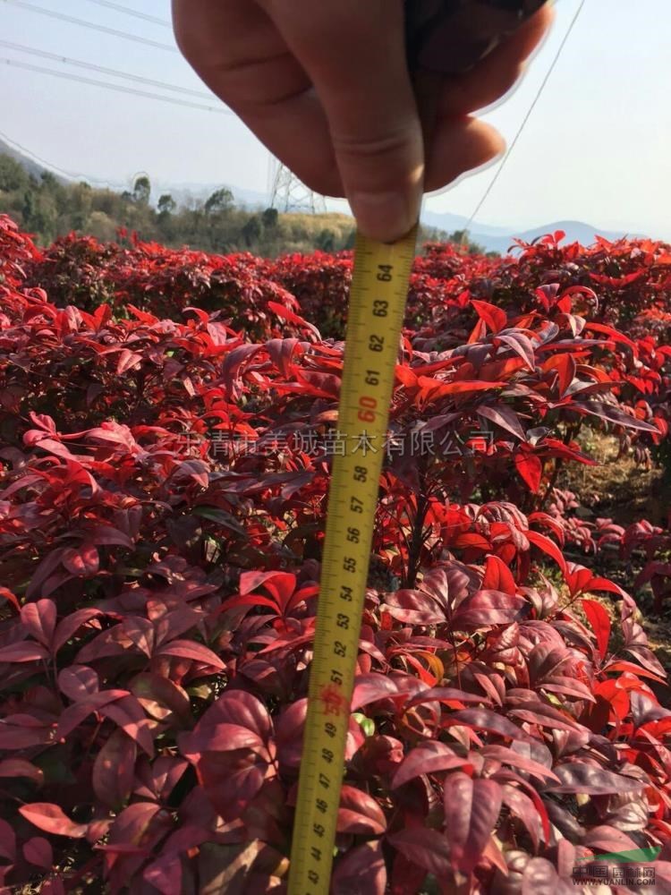 浙江火焰南天竹8介紹