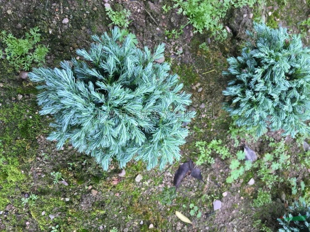 藍色波爾瓦5最新價格/藍色波爾瓦5報價