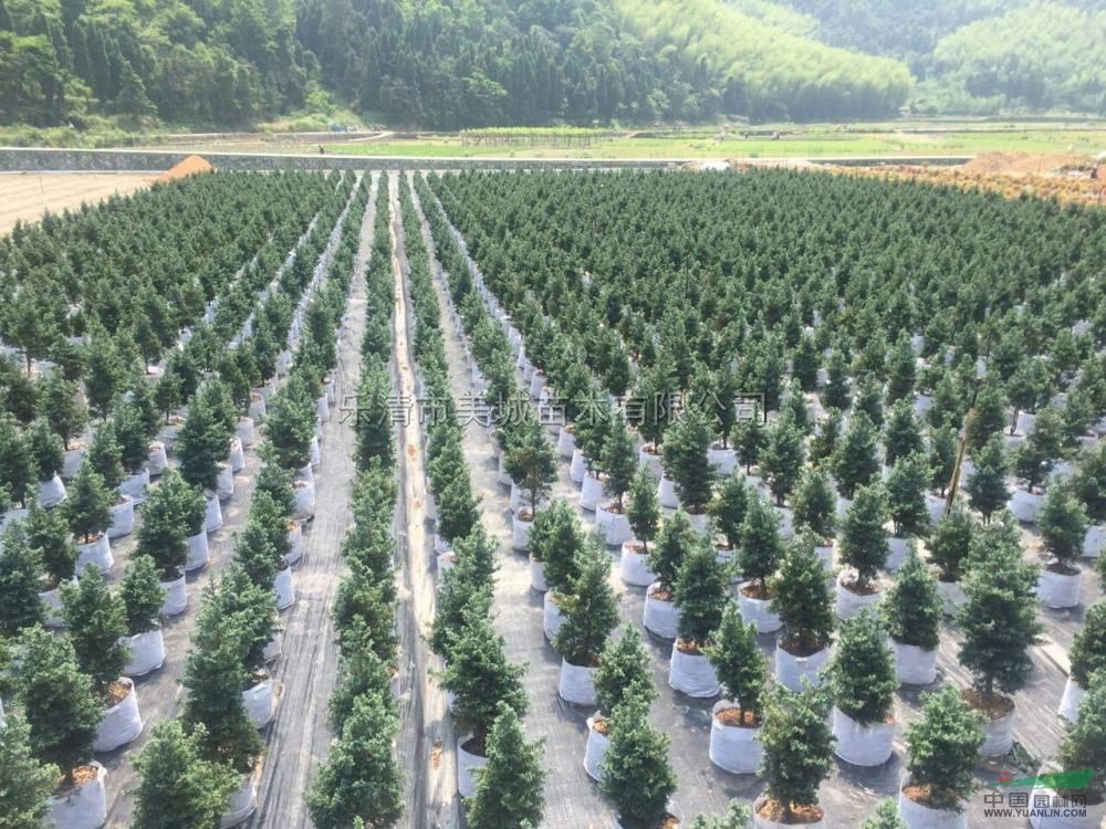藍色波爾瓦6最新價格/藍色波爾瓦6報價