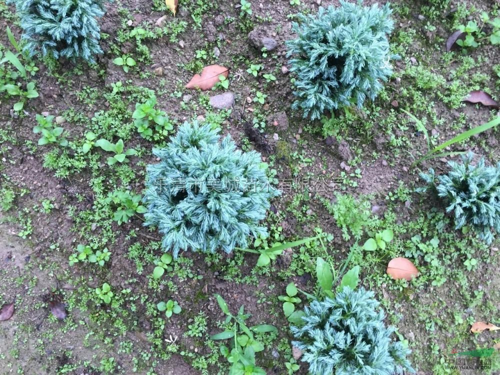 藍色波爾瓦4最新價格/藍色波爾瓦4報價