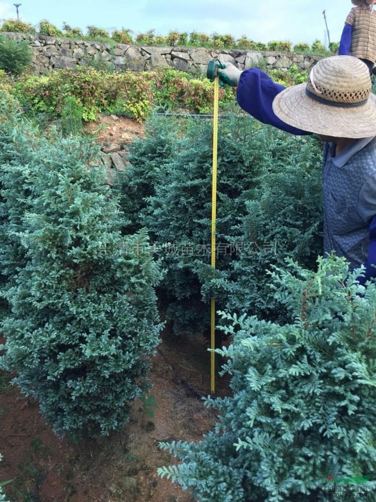 藍色波爾瓦8行情報價藍色波爾瓦8圖片展示