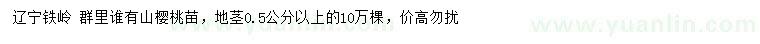 求購地徑0.5公分以上山櫻桃苗