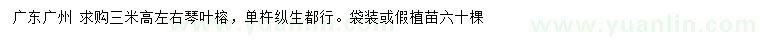 求購高3米左右左右琴葉榕