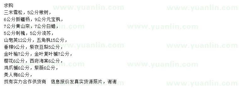 求購(gòu)雪松、楸樹、新疆楊等