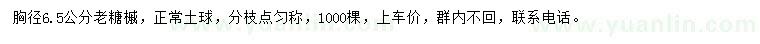 求購胸徑6.5公分糖槭