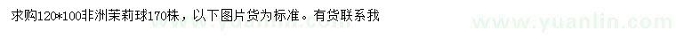 求購120*100非洲茉莉球
