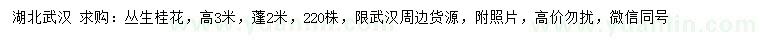 求購高3米叢生桂花