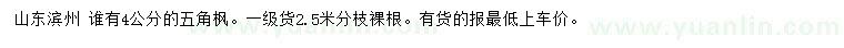 求購4公分五角楓