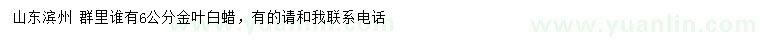 求購6公分金葉白蠟