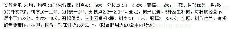 求購胸徑22、28公分樸樹、高3.5-4米叢生五角楓