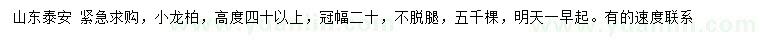 求購高度40公分以上小龍柏