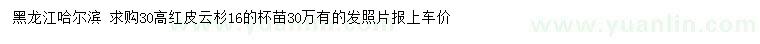 求購高30公分紅皮云杉