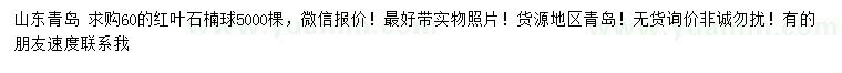 求購(gòu)60公分紅葉石楠球
