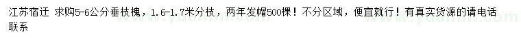 求購5-6公分垂枝槐