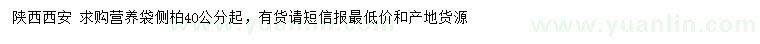 求購40公分起側(cè)柏