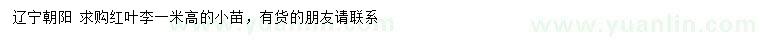 求購高1米紅葉李小苗