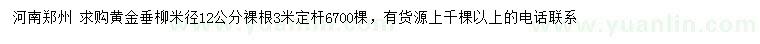 求購米徑12公分黃金垂柳