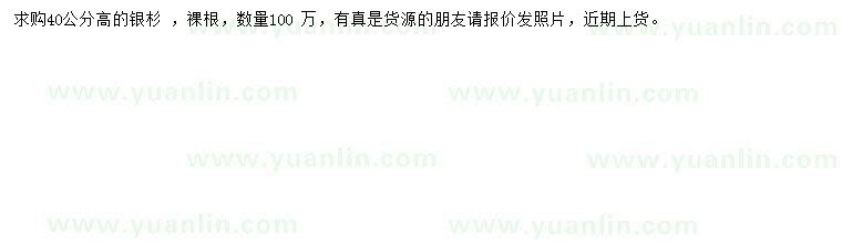 求購(gòu)高40公分銀杉