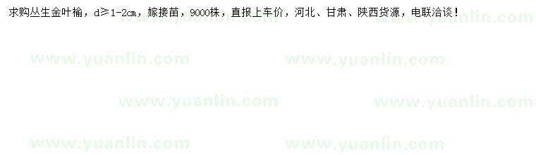求購地徑1-2公分叢生金葉榆
