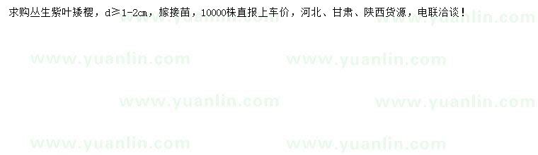 求購地徑1-2公分叢生紫葉矮櫻