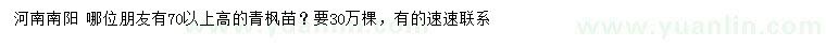 求購高70公分以上青楓苗