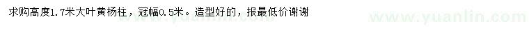 求購高度1.7米大葉黃楊柱